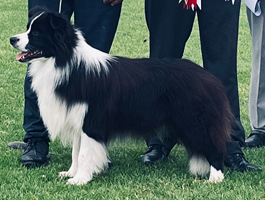 Show sales border collie
